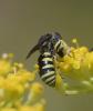 Lestica clypeata